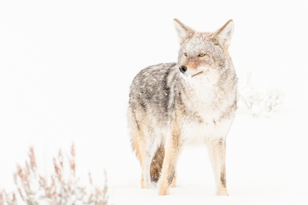 Nathalie.Chanteau-1544-2019_