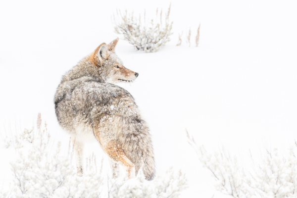 Nathalie.Chanteau-1552-2019_