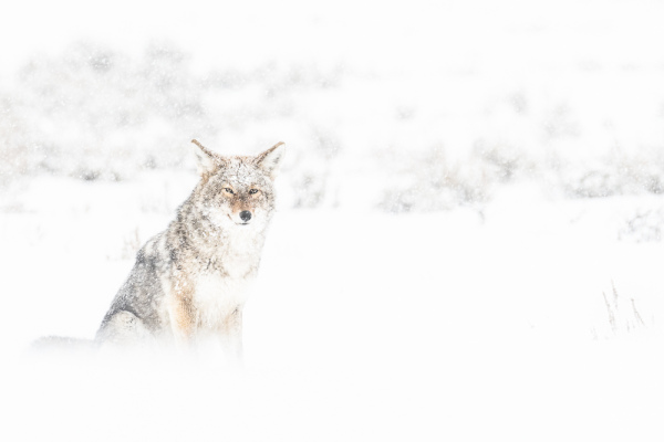 Nathalie.Chanteau-1569-2019_