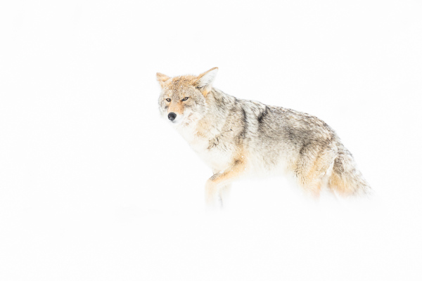 Nathalie.Chanteau-1675-2019_