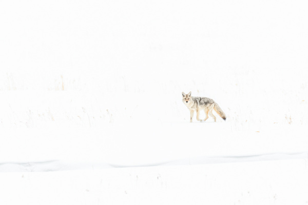 Nathalie.Chanteau-1694-2019_