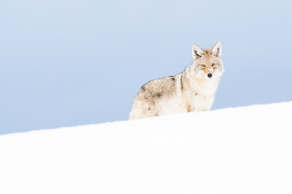 Nathalie.Chanteau-8656-2020