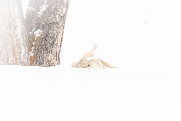 Nathalie.Chanteau-8770-2020