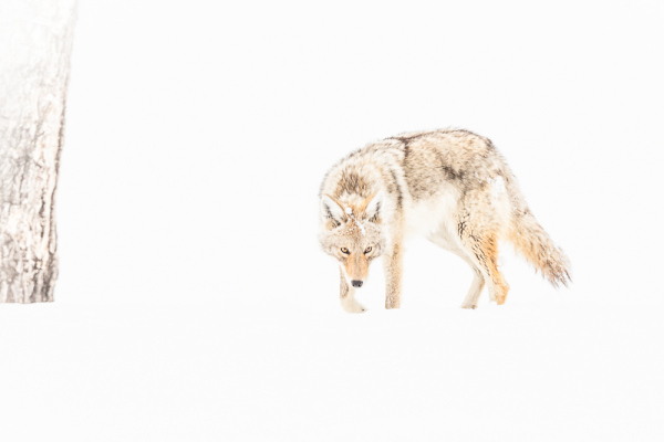 Nathalie.Chanteau-8789-2020