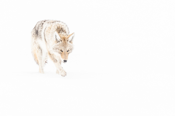 Nathalie.Chanteau-8804-2020