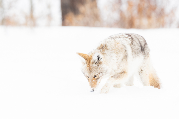 Nathalie.Chanteau-8821-2020