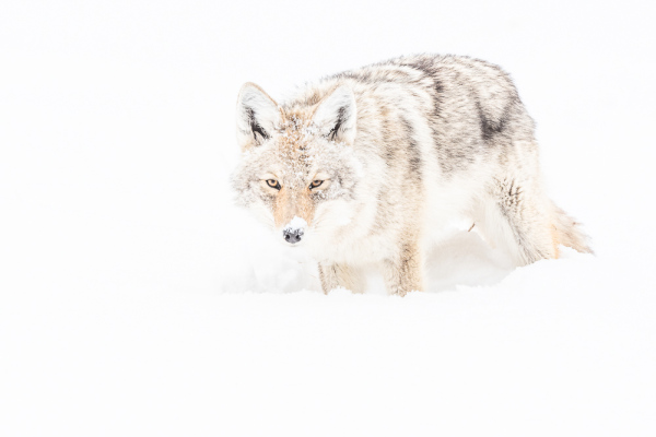 Nathalie.Chanteau-8837-2020