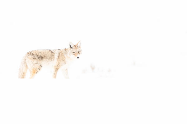 Nathalie.Chanteau-8942-2020