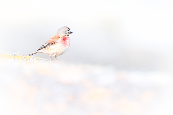 Nathalie-Chanteau-1770-2023