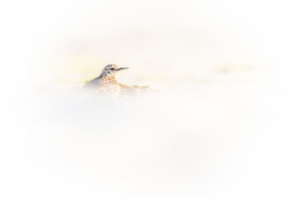 Nathalie.Chanteau-1200-2023