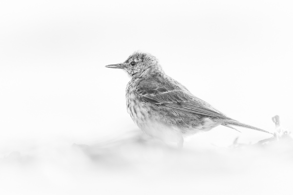 Nathalie.Chanteau-1212-2023