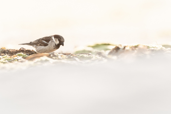 Nathalie.Chanteau-1234-2023