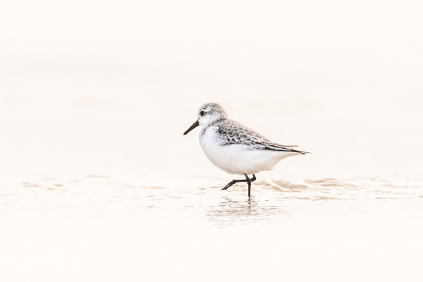 Nathalie.Chanteau-3172-2018