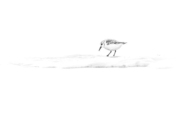 Nathalie.Chanteau-3703-2018