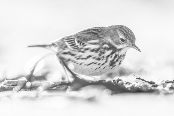 Nathalie.Chanteau-8289-2022