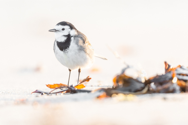 Nathalie.Chanteau-8361-2022