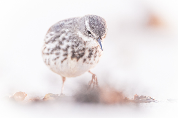 Nathalie.Chanteau-8452-2022