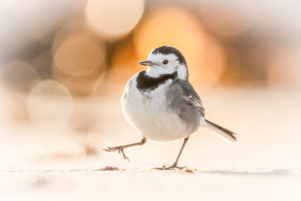 Nathalie.Chanteau-8667-2022