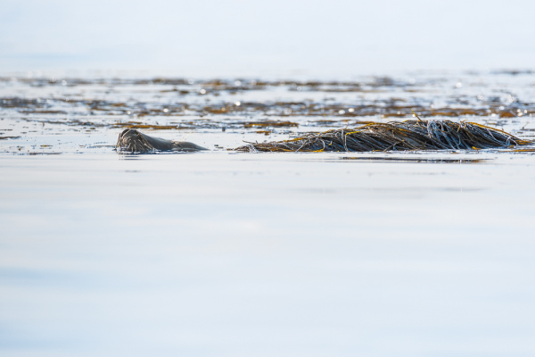 Nathalie.Chanteau-0003-2018