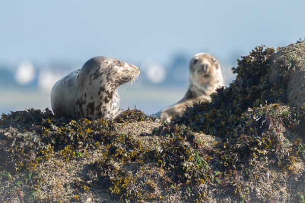 Nathalie.Chanteau-0560-2024