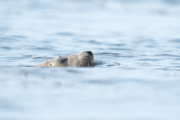 Nathalie.Chanteau-1495-2020