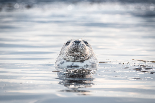 Nathalie.Chanteau-9497-2018