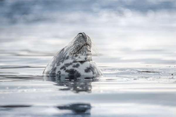 Nathalie.Chanteau-9502-2018