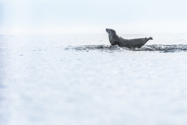 Nathalie.Chanteau-9741-2018