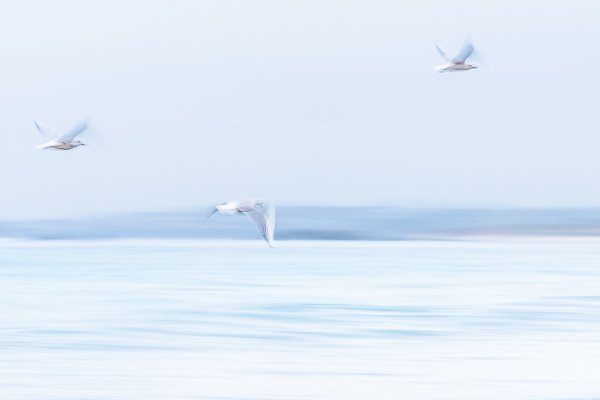 Nathalie.Chanteau-2579-2018